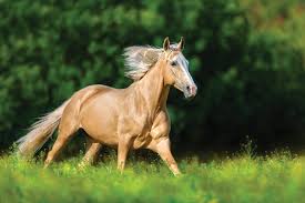 horse of a golden color the palomino