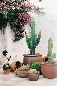 29 Cactus Garden Ideas
