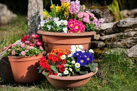 plants for containers plants for a
