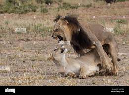 Dos leones apareándose fotografías e imágenes de alta resolución - Alamy