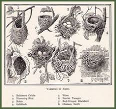Chart Of Bird Nests 1 Baltimore Oriole 2 Hummingbird 3