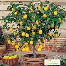 Limon ağacı bakımı, limon doğada yetiştiği gibi aynı şekilde evde saksıda da yetişebilmektedir. Evde Limon Agaci Nasil Yetistirilir Hepsibahcemden