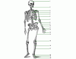 Although bones in museums are dry, hard, or crumbly, the bones in your body are different. Bones Of The Body