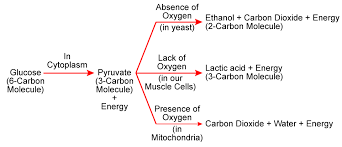 With A Diagram Explain The Overall Process Of Respiration In