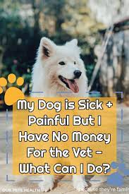my dog is sick painful but i have no