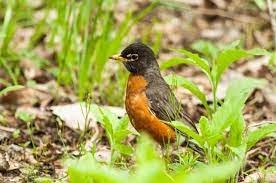 do robin bird sightings have meaning