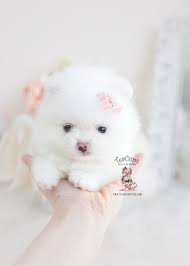 Bringing home a pomeranian puppy is a happy and exciting event. Teacup Pomeranian For Sale Mn