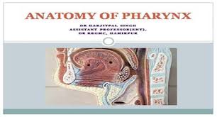 anatomy of pharynx powerpoint presentation