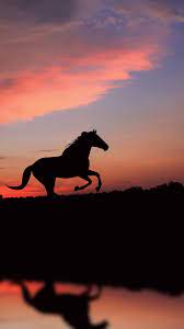 horse iphone wallpapers top free