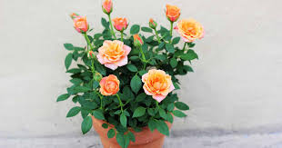 Grow Miniature Roses In Containers