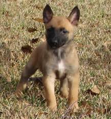 malinois dogs and puppies in