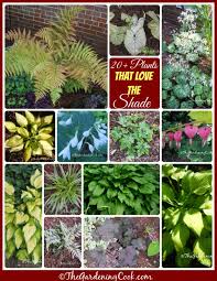 Shade Garden 20 Plants That Don T