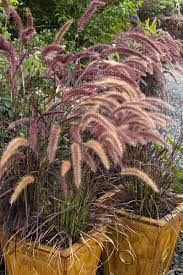 purple fountain gr pennisetum