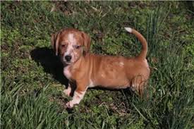 One good thing about craigslist los angeles is that its the most populated city in the state of california and the second in the u.s. Dachshund Puppies For Sale Los Angeles