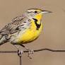 meadowlark from www.allaboutbirds.org