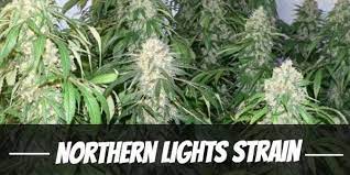 Northern Lights Cans Strain