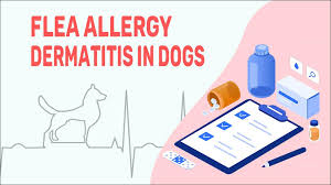 flea allergy dermais in dogs petmoo