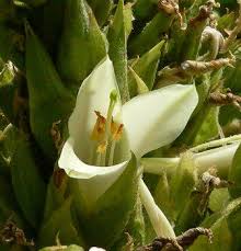 Just received a call from my 93 year old mother to thank me for the absolutely beautiful flower basket. The Puya Raimondii Of Bolivia Is The Largest Flower On Earth