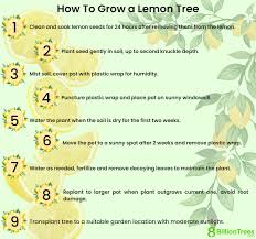 lemon tree plant how to grow from seed