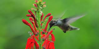 Gardening For Hummingbirds Piedmont