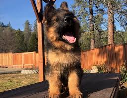 Looking for a german shepherd dog puppy or dog in los angeles, california? German Shepherd Puppies For Sale In California German Shepherd Breeder In Placerville Ca