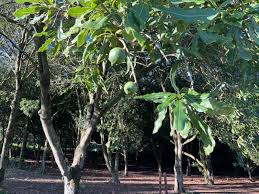 macadamia nut farms in hawaiʻi 2022