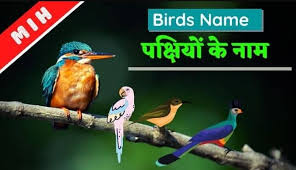 birds name in hindi and english pdf