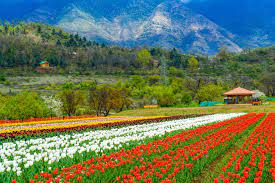 the tulip festival of kashmir a