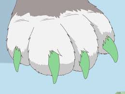 wikihow com images thumb 6 6e stop your cat fr