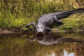 How Many Types Of Alligators Live In The World Today? - WorldAtlas