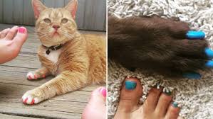 soft paws nail caps let pets match