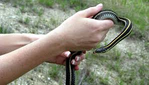plains garter snake