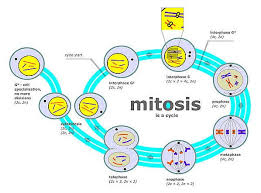 _ spindle fibers pull homologous pairs to ends of the cell The 4 Mitosis Phases Prophase Metaphase Anaphase Telophase