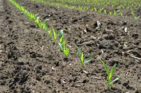 Overcoming Challenges To Plant The 2019 Corn Crop