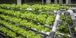 hydroponic vertical farms