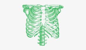 The thoracic cage consists of the 12 thoracic vertebrae, the associated intervertebral discs, 12 pairs of ribs with their costal cartilages, and the sternum. Rib Cage Png Anatomical Rib Cage Transparent Png 400x400 Free Download On Nicepng