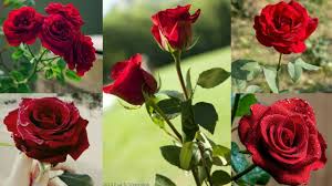 rose flower images