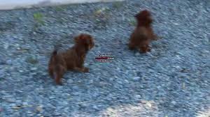 toy poodle mix puppies leroy ebersole