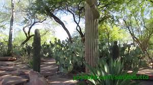 ethel m botanical cactus garden las