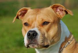 For staffordshire bull terrier obedience training, house training, health and everything you need to know to live with and care for staffies and puppies. American Staffordshire Terrier Vs The Pit Bull Dogvills
