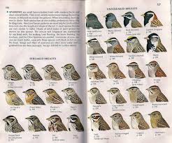 Sparrow Identification Field Guide Bird Identification