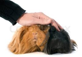 It is one of 13 recognized guinea pig breeds by the american cavy breeders association. Peruvian Guinea Pig In Front Of White Stock Image Colourbox