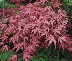 the best anese maples finegardening