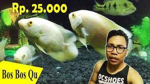 Habitat aslinya di perairan amazon amerika selatan. Beli Ikan Oscar Albino Harga Rp 25 000 Satu Ekor Ikan Baru Bos Bos Qu Youtube