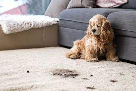 pet stains odor cleaning nyc best