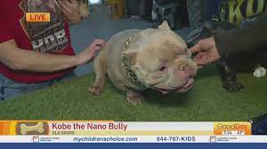 Kobe the Nano Bully - YouTube