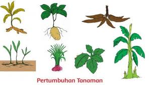 Kentang adalah tanaman yang berkembang biak dengan cara vegetatif alami melalui umbi batang. Kunci Jawaban Buku Tematik Tema 1 Kelas 3 Sd Subtema 4