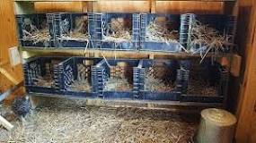 how-many-nesting-boxes-do-i-need-for-12-chickens