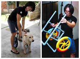 diy wheelchair gives disabled dogs a