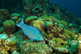 Parrotfish The Fish That Can Save Coral Reefs Virgin